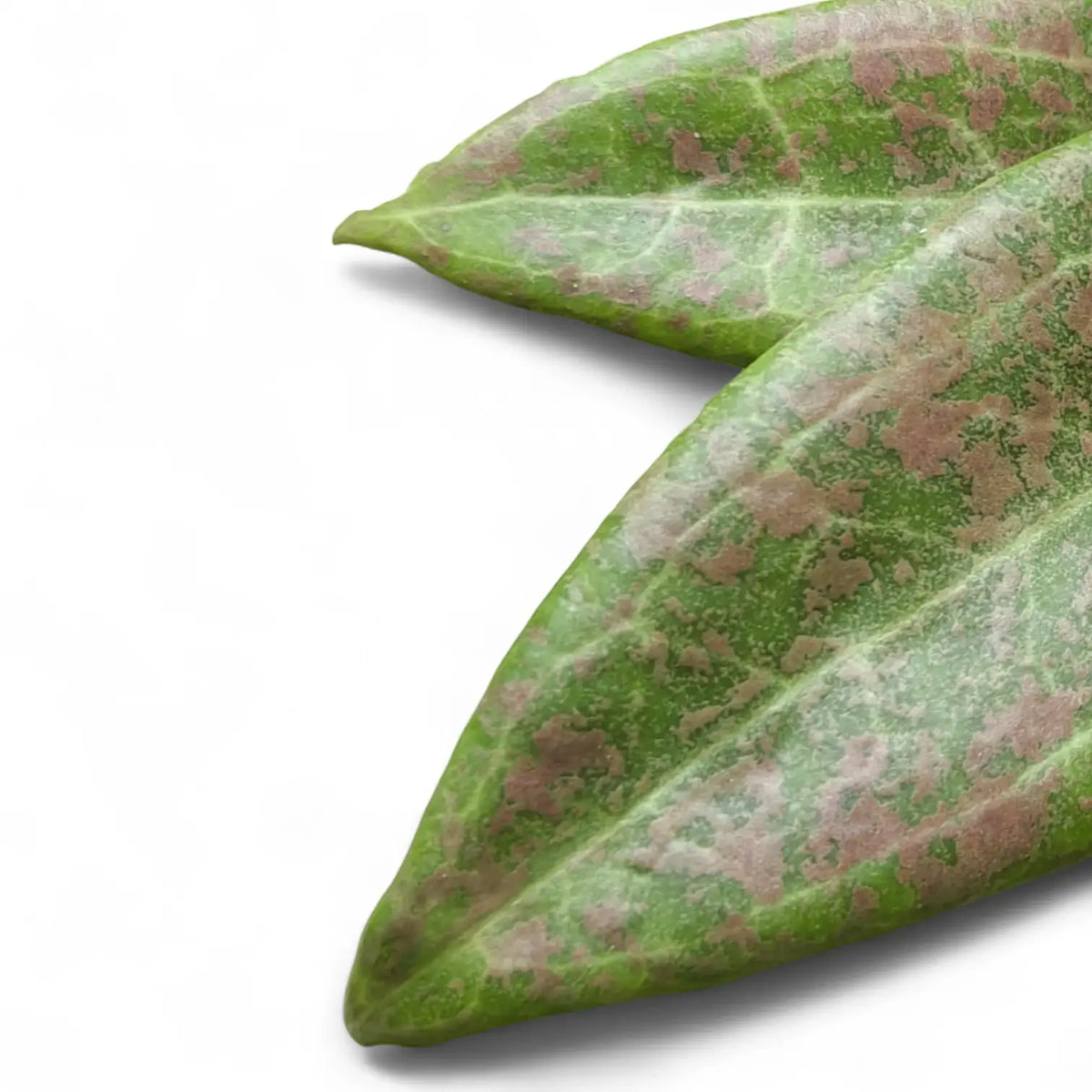 Hoya wibergiae – Blattdetail vor weißem Hintergrund..
