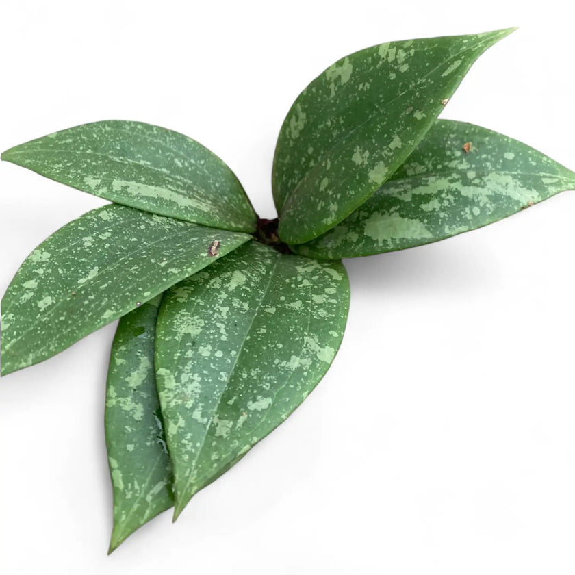 Hoya wibergiae potted plant in nursery pot on white background.
