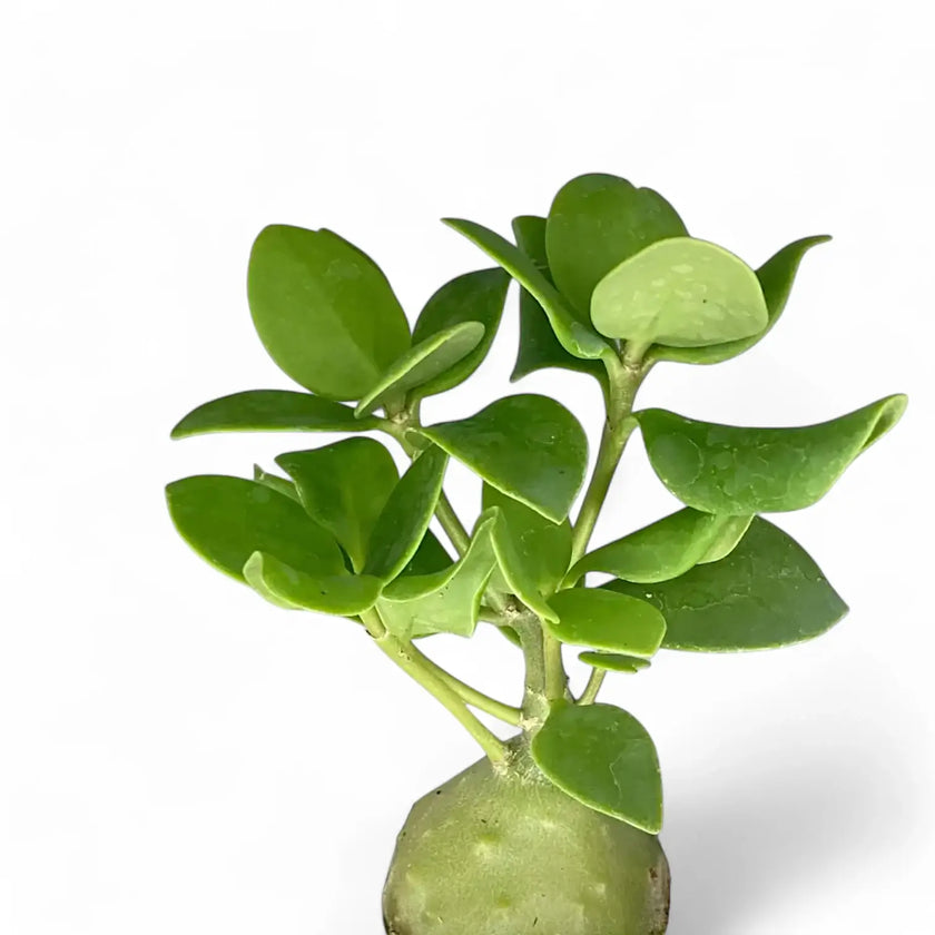 Hydnophytum moseleyanum – Blattdetail vor weißem Hintergrund..