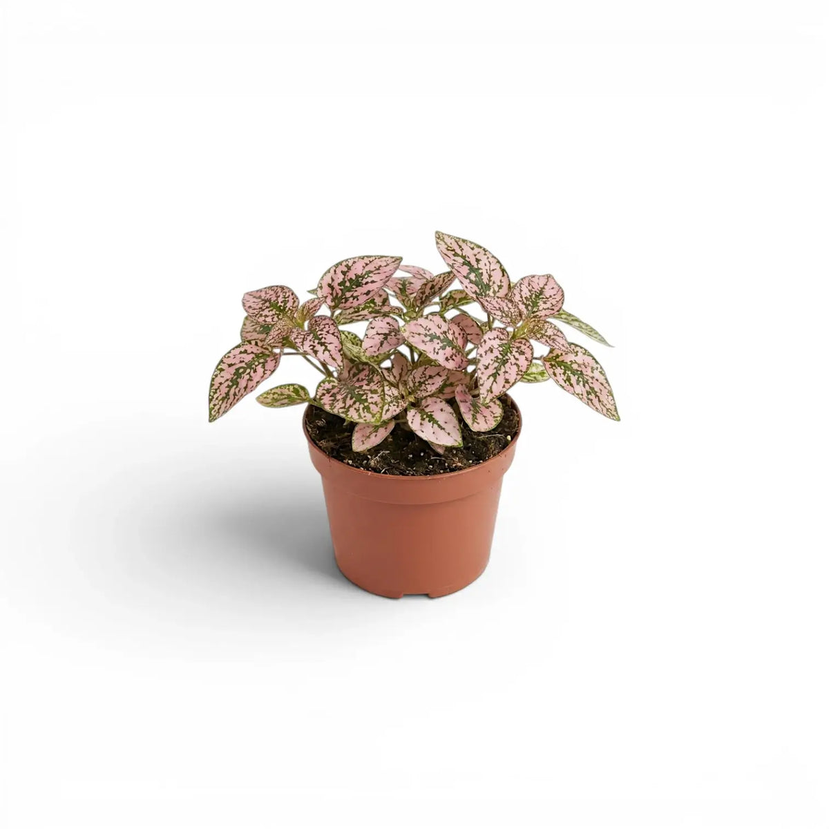 Pink Hypoestes phyllostachya baby plant in a nursery pot.