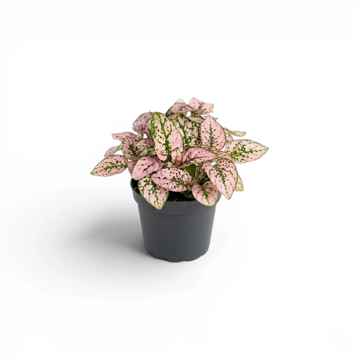 Pink Hypoestes phyllostachya baby plant in a nursery pot.