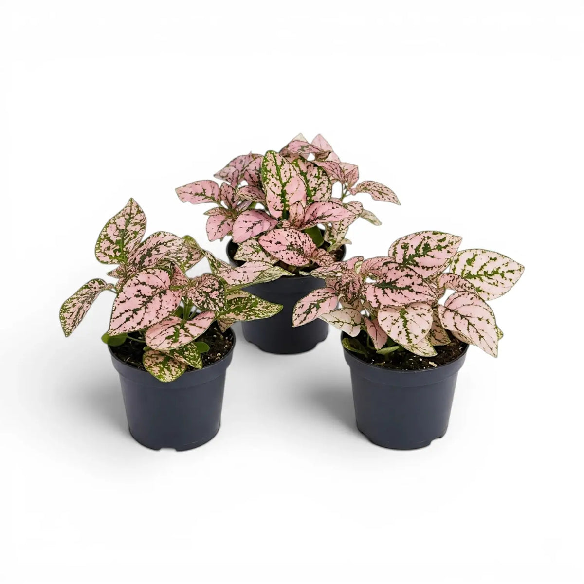 Pink Hypoestes phyllostachya baby plant in a nursery pot.