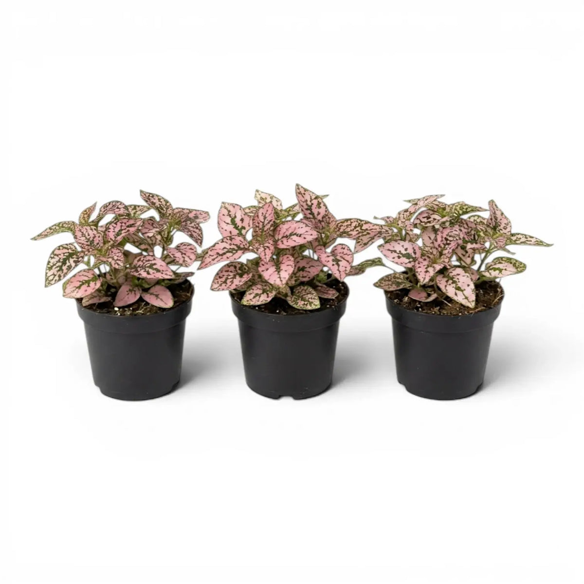 Pink Hypoestes phyllostachya baby plant in a nursery pot.