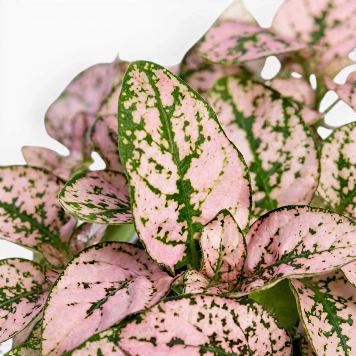 Close-up of pink Hypoestes phyllostachya leaves.