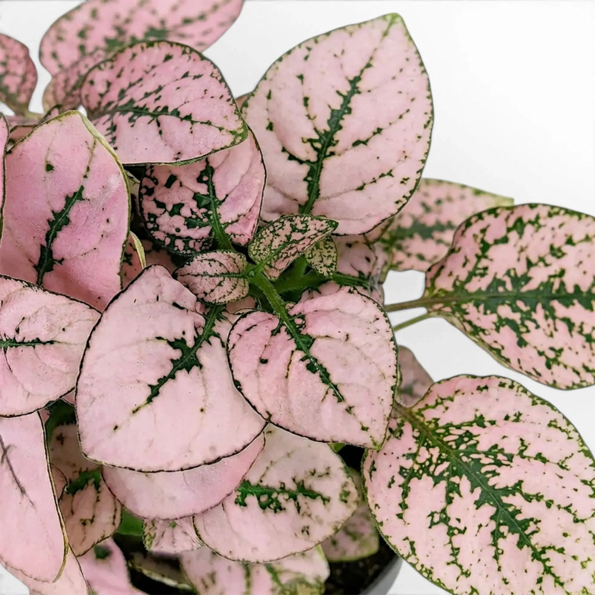 Close-up of pink Hypoestes phyllostachya leaves.