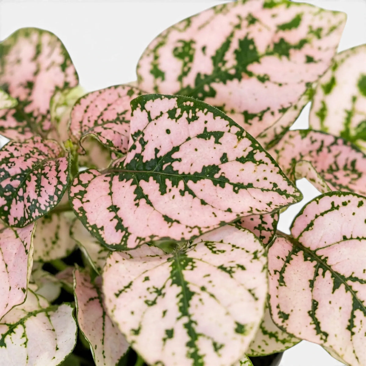 Close-up of pink Hypoestes phyllostachya leaves.