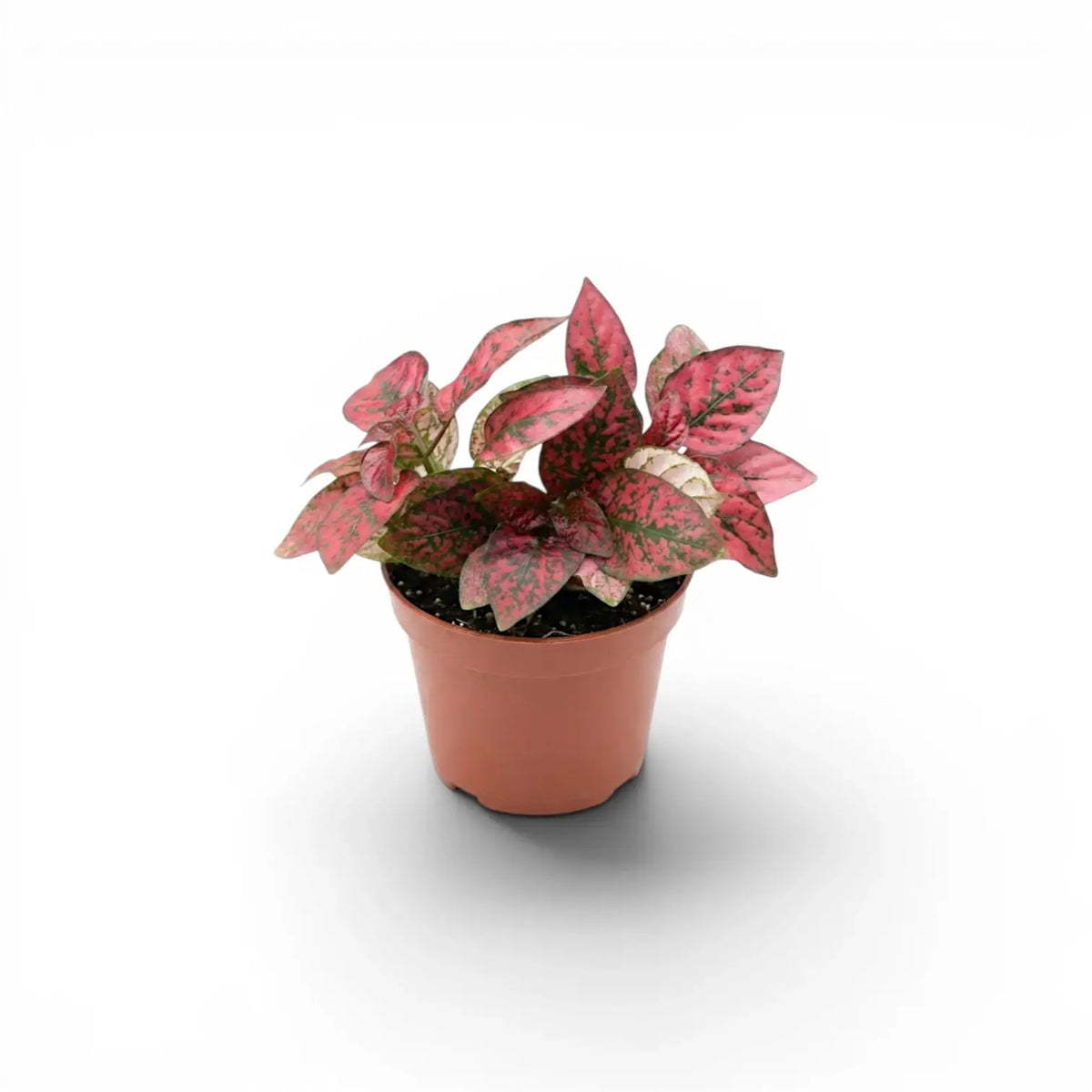 Red Hypoestes phyllostachya baby plant in a nursery pot