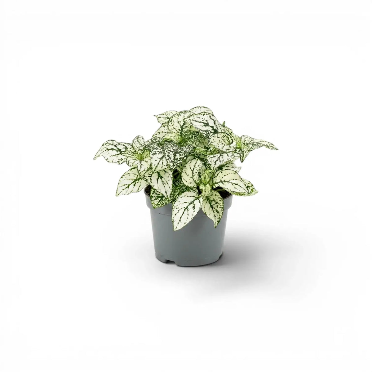 White Hypoestes phyllostachya baby plant in a nursery pot.