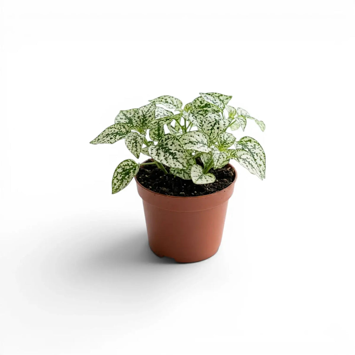 White Hypoestes phyllostachya baby plant in a nursery pot