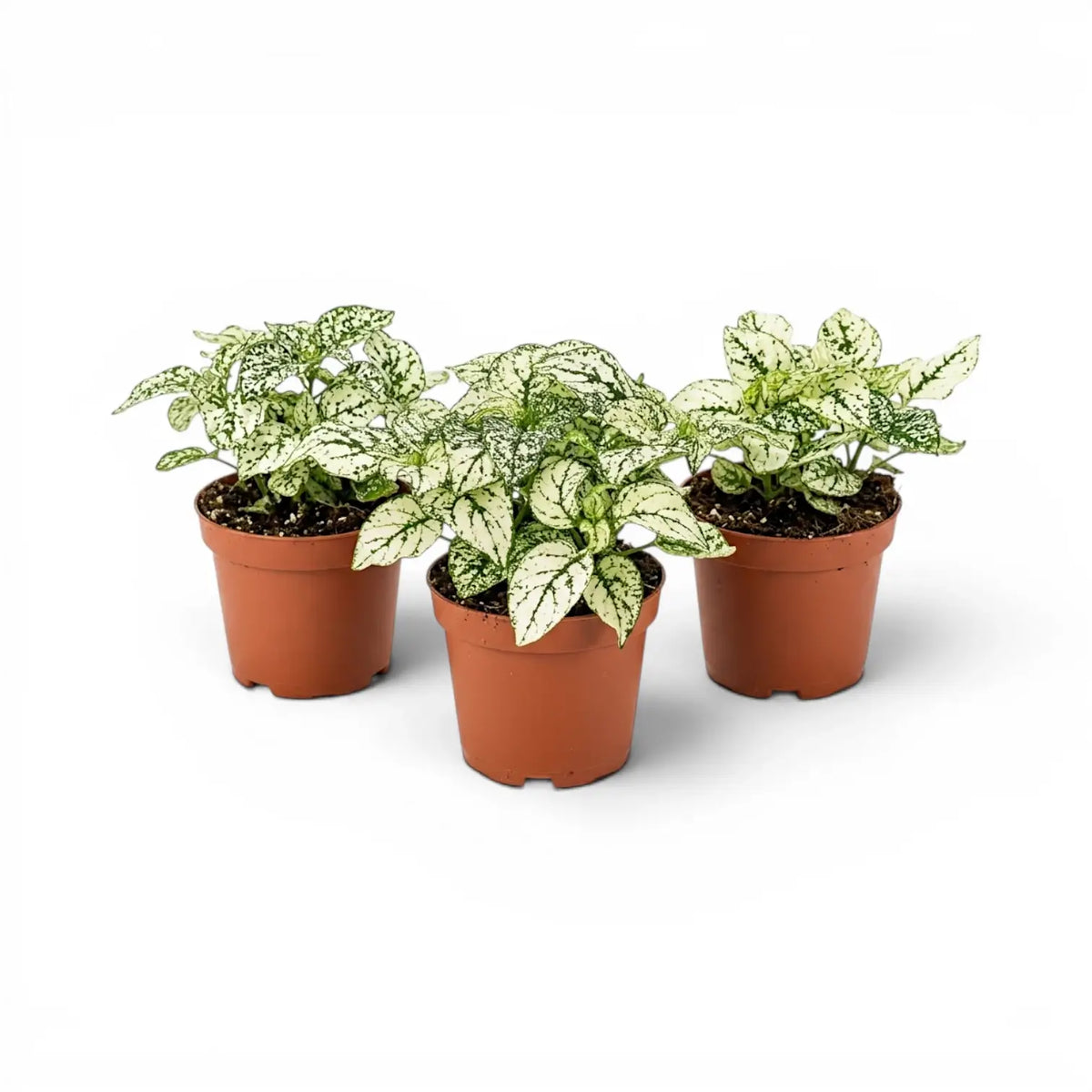 White Hypoestes phyllostachya baby plant in a nursery pot.