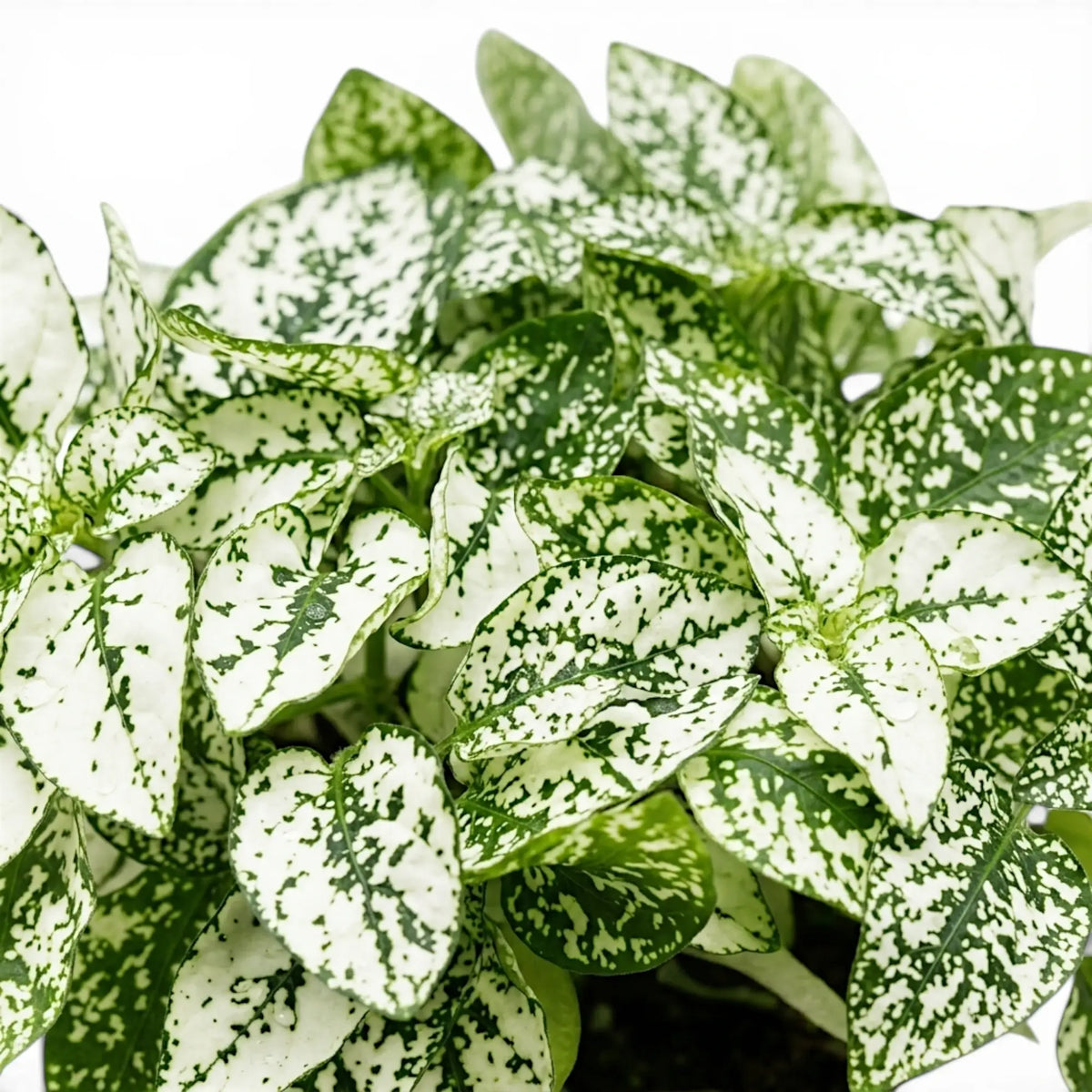 Close-up of white Hypoestes phyllostachya leaves.