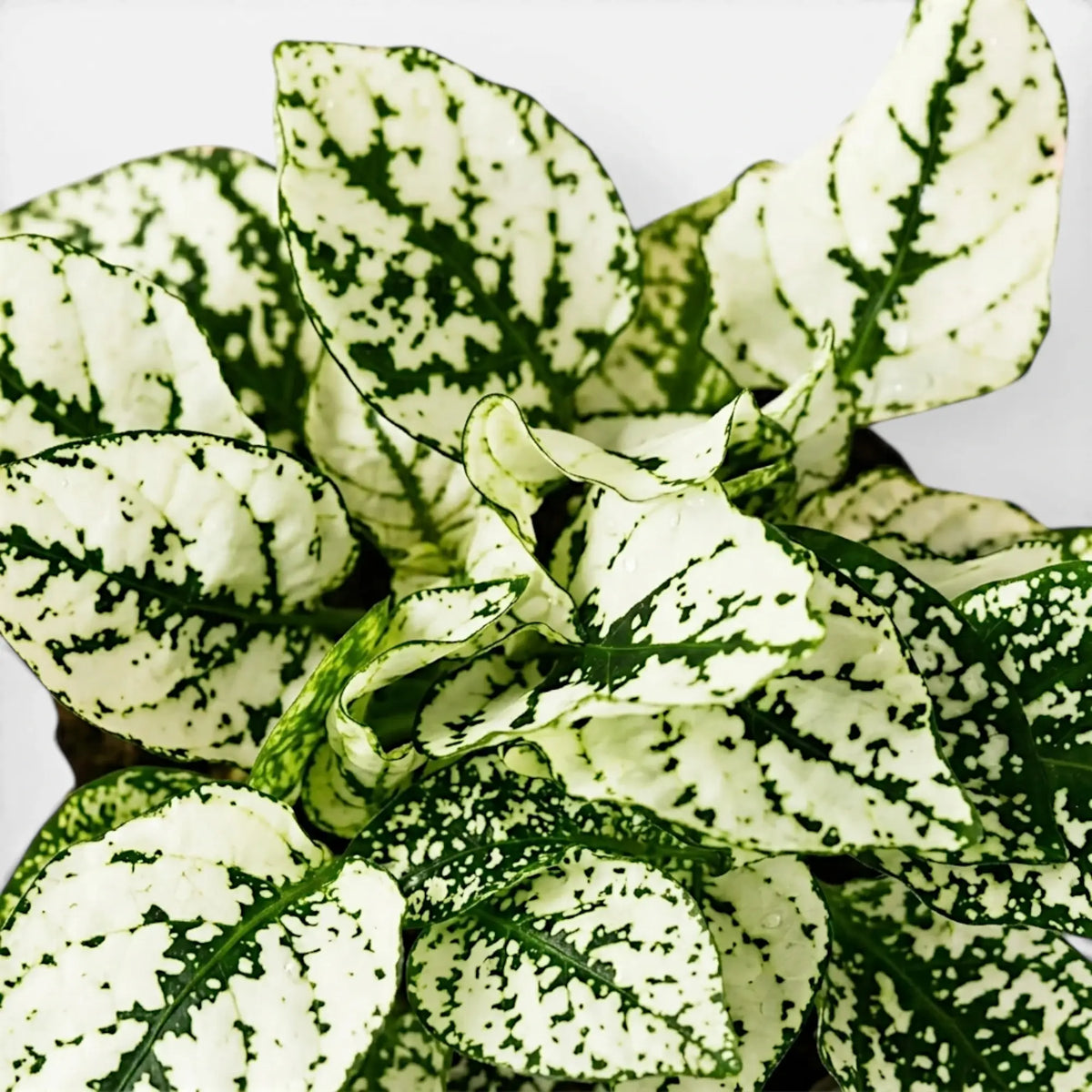 Close-up of white Hypoestes phyllostachya leaves.