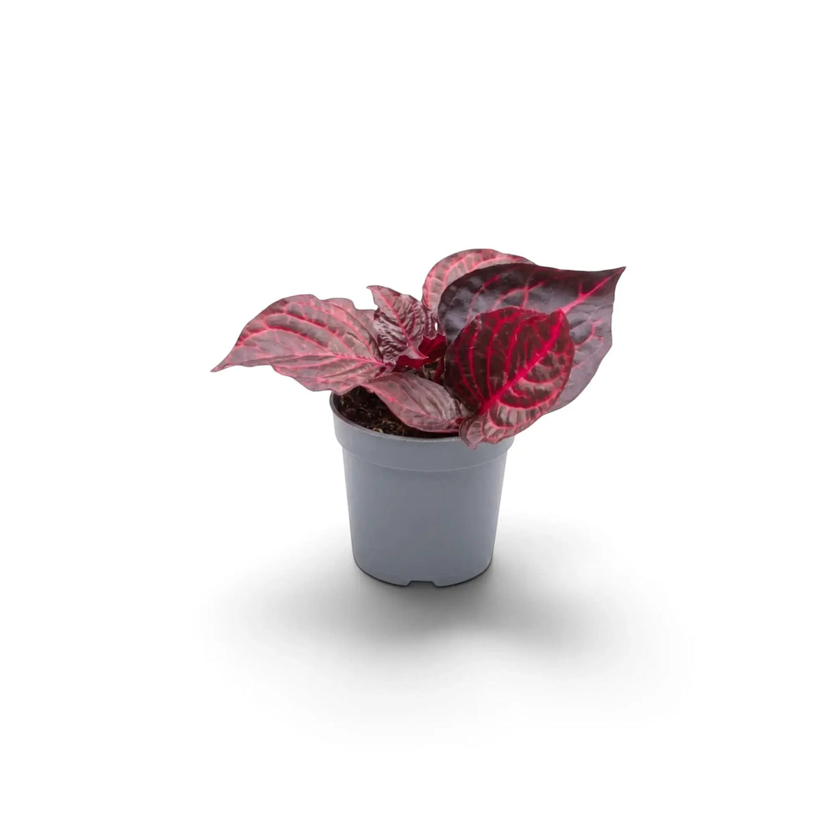 Young Iresine ‘Rich Redstar’ (Bloodleaf) in a nursery pot, with glossy deep-red leaves