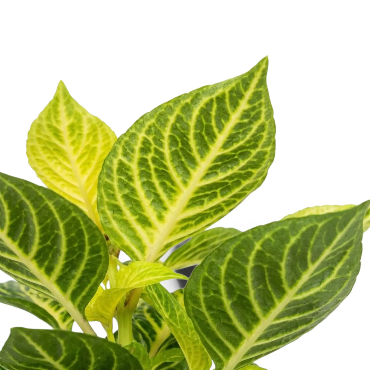 Iresine diffusa f. herbstii ‘Rich Goldstar’ close-up of a large dark green leaf with bright yellow veins