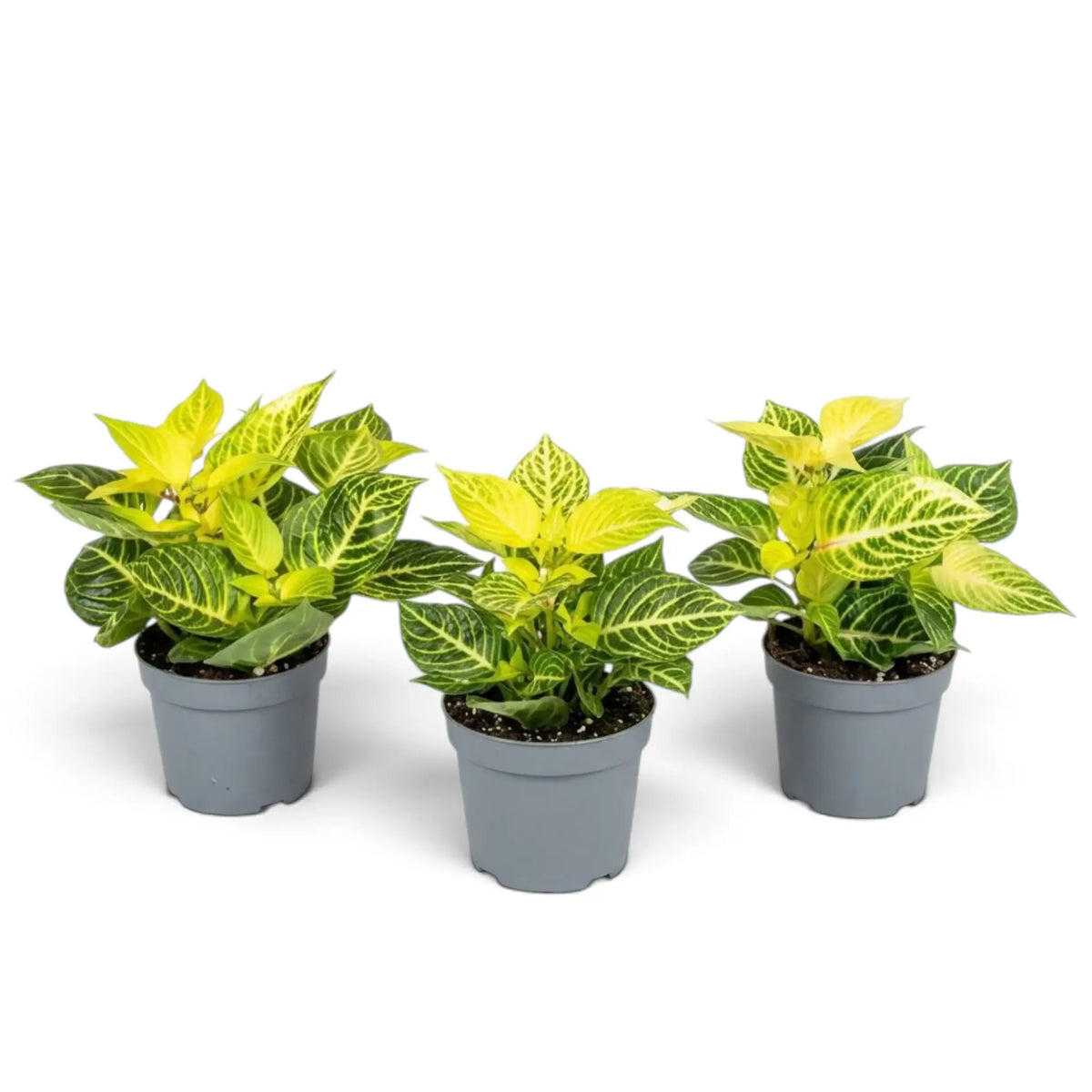 Three Iresine diffusa f. herbstii ‘Rich Goldstar’ plants in grey pots with bright yellow-green new growth