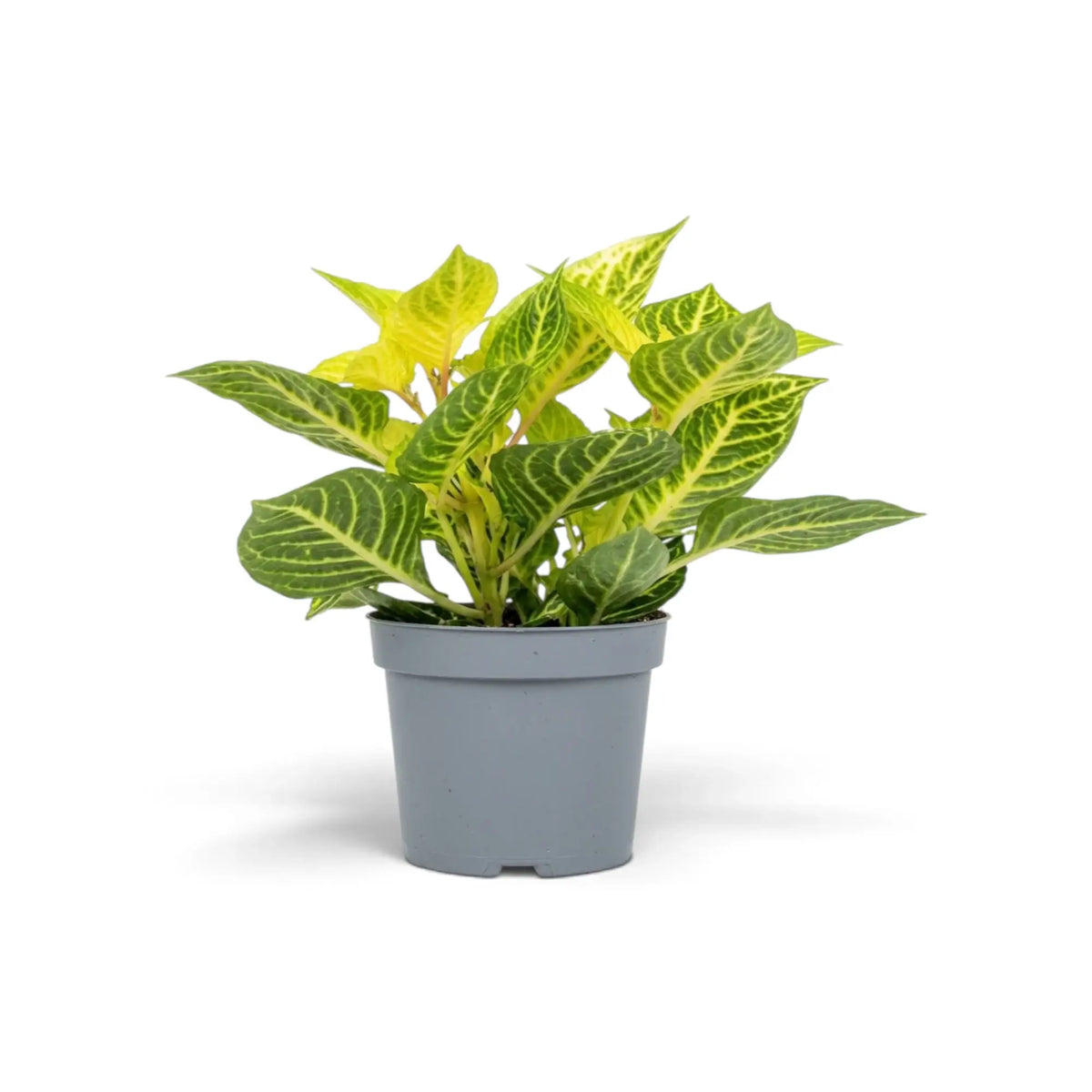 Iresine diffusa f. herbstii ‘Rich Goldstar’ in a grey pot with long green leaves marked by bright yellow veins