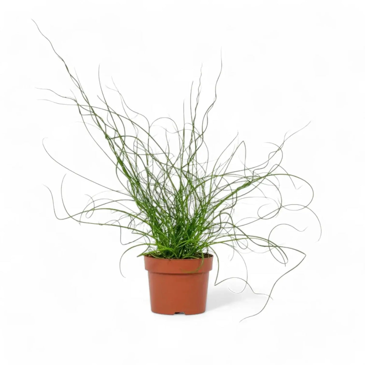 Juncus effusus 'Spiralis' ('Liebeslocken') potted plant in nursery pot on white background.