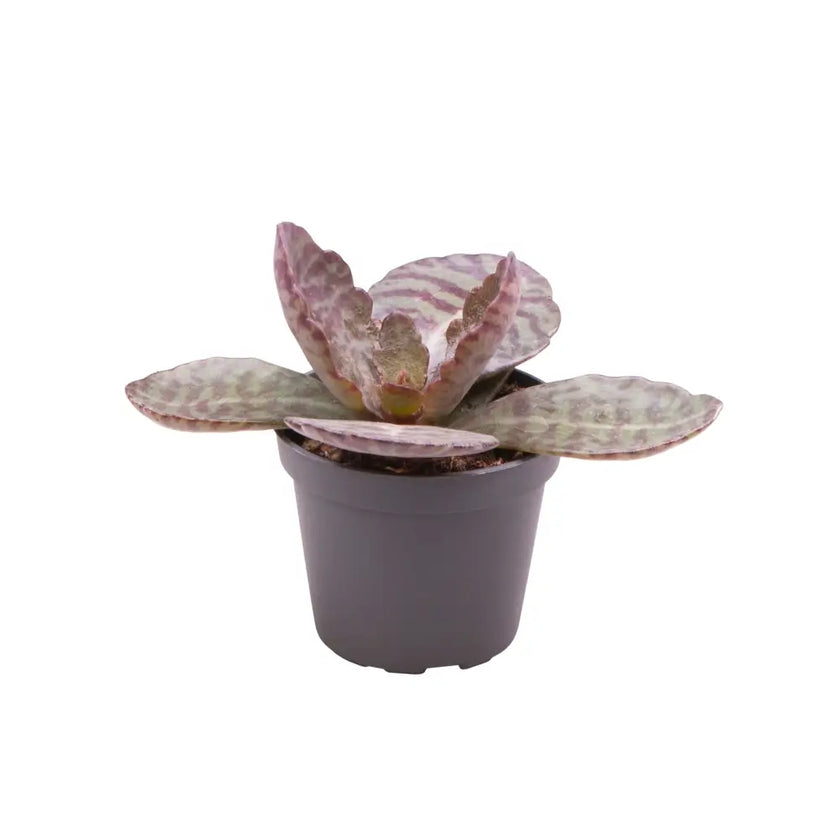 Kalanchoe humilis Zimmerpflanze im Anzuchttopf vor weißem Hintergrund, Produktfoto 2.