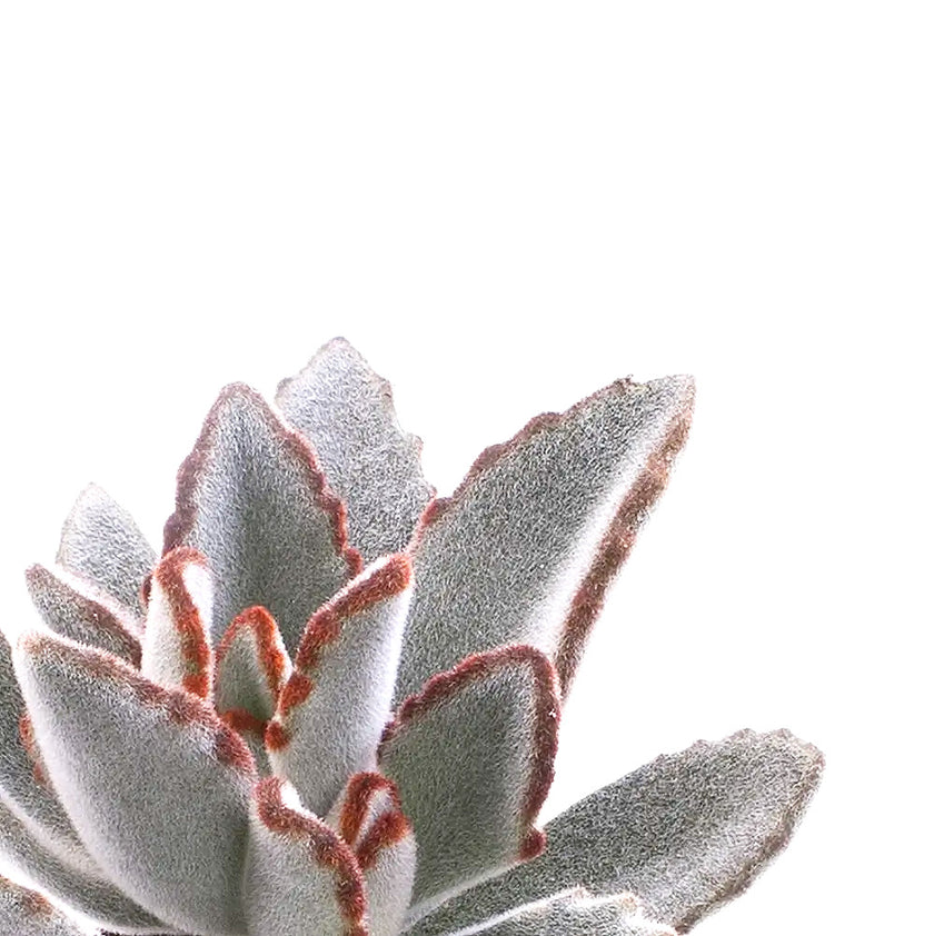 Kalanchoe tomentosa – Blattdetail vor weißem Hintergrund..