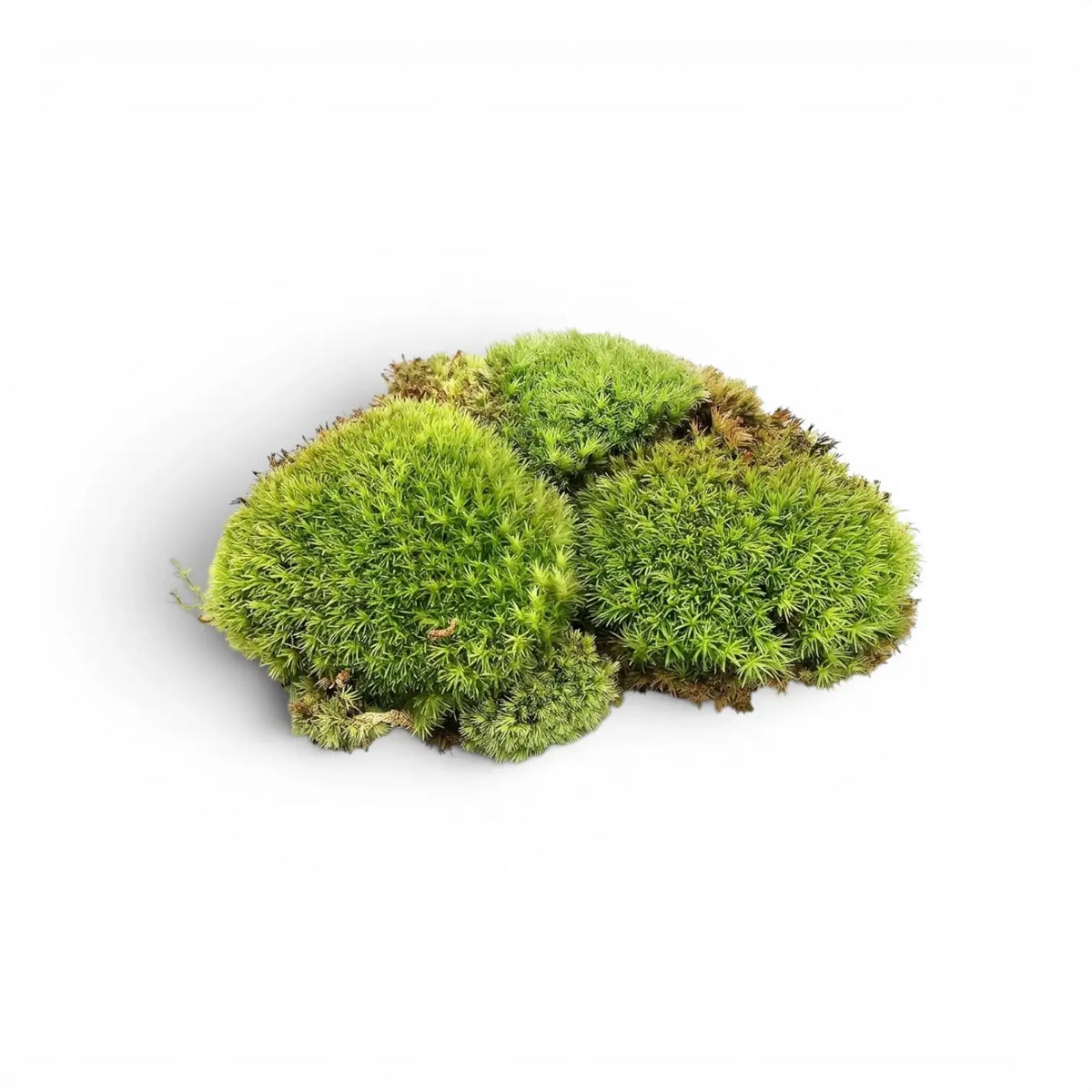 Drei grüne Polstermoos-Kugeln auf weißem Hintergrund