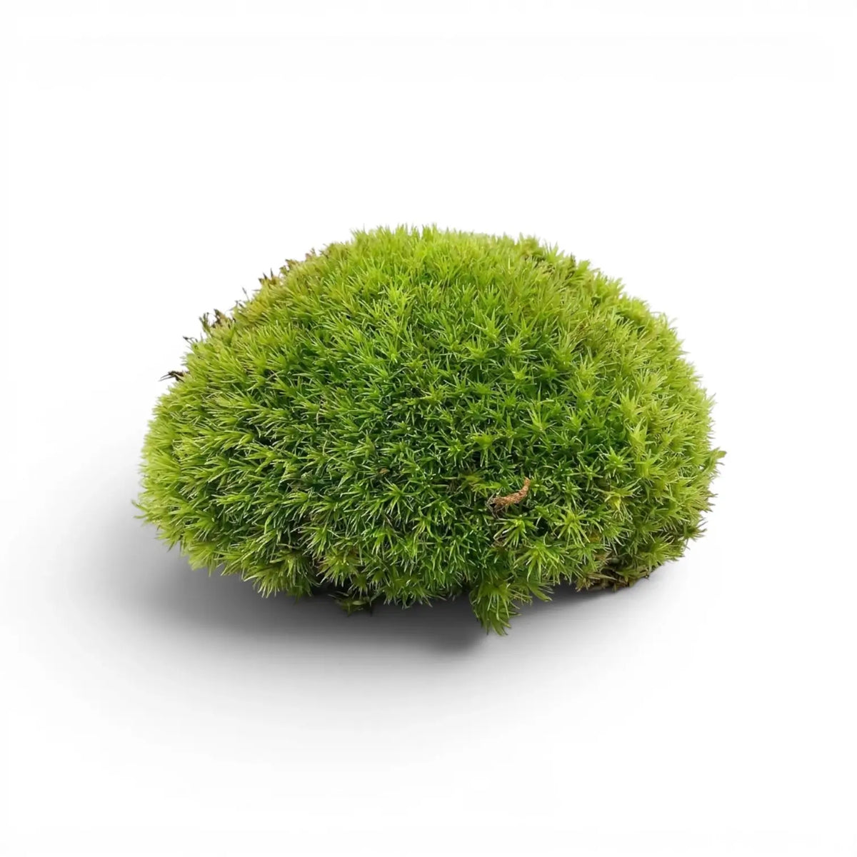 Runde grüne Polstermoos-Kugel auf weißem Hintergrund