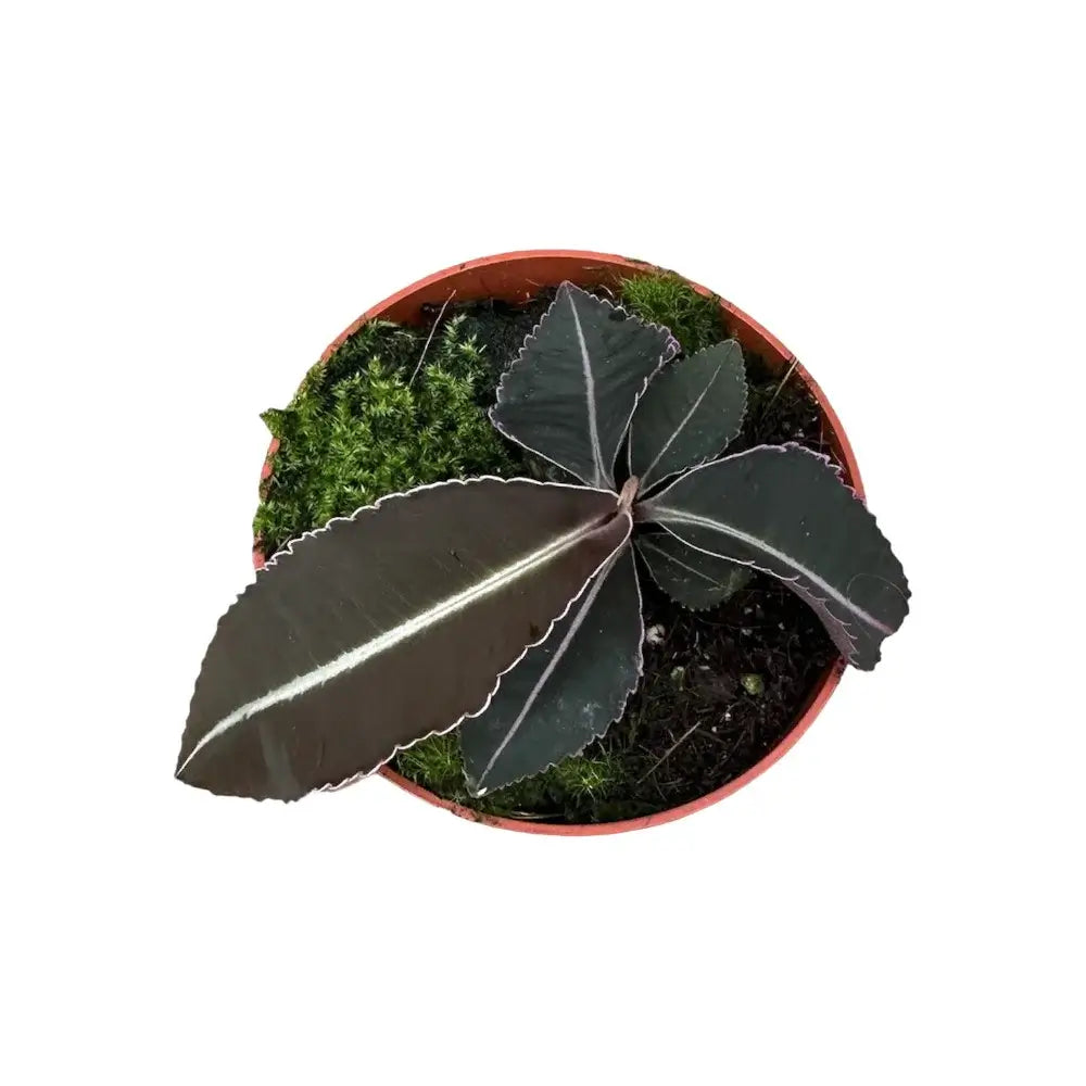 Labisia pumila potted plant in nursery pot on white background.