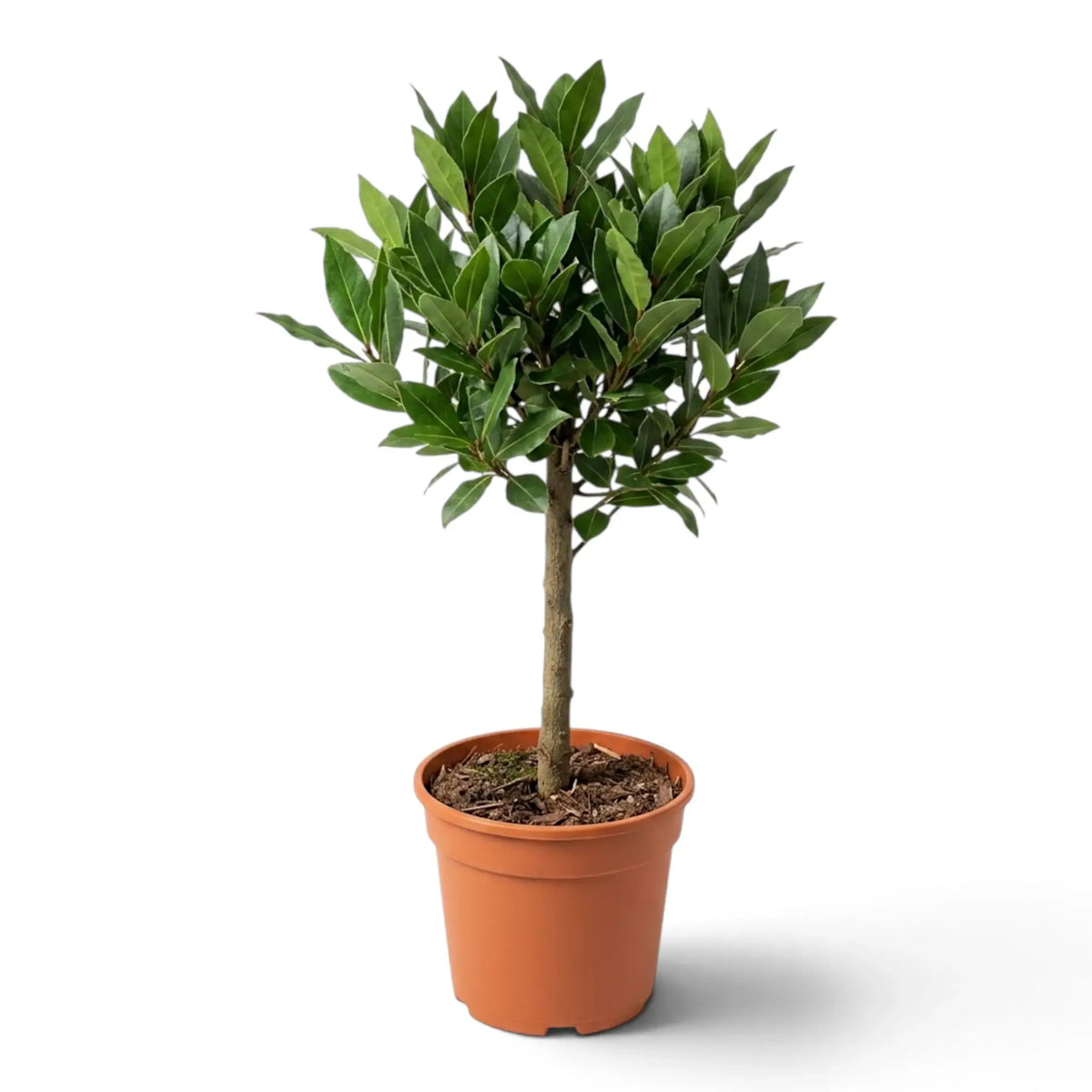 Sehr großer Laurus nobilis mit einem einzelnen Stamm und kompakter runder Krone