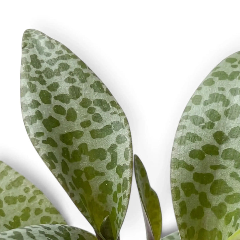 Close-up of Ledebouria socialis leaves with dark green spots