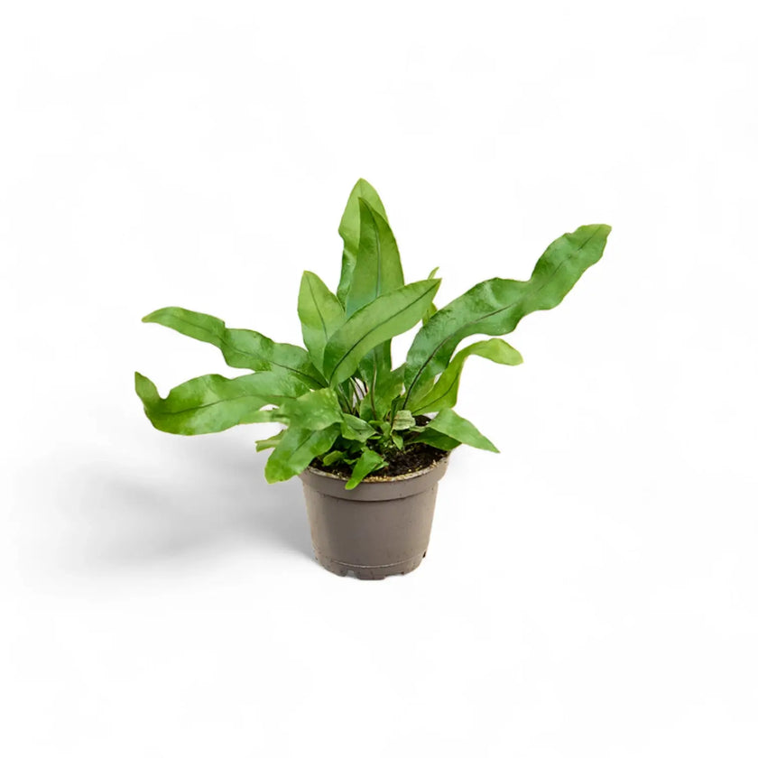 Leptochilus pteropus subsp. pteropus potted plant in nursery pot on white background.