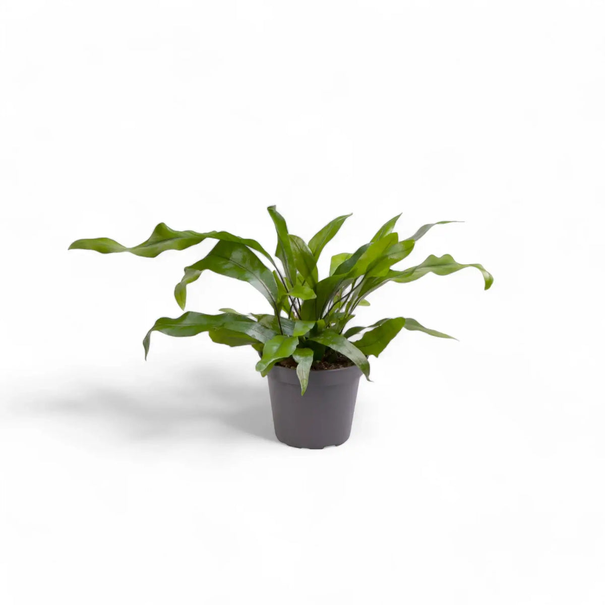 Leptochilus pteropus subsp. pteropus Zimmerpflanze im Anzuchttopf vor weißem Hintergrund, Produktfoto 3.