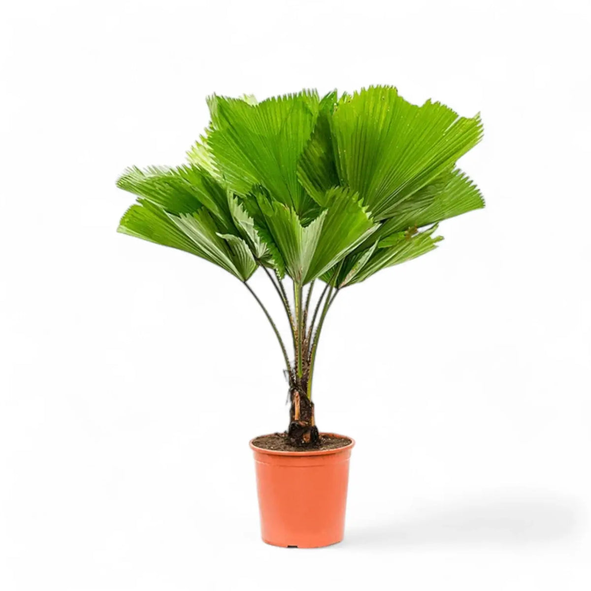 Licuala grandis potted plant in nursery pot on white background.