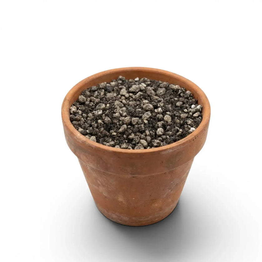 Terrakottatopf mit Lithops-Substrat auf weißem Hintergrund