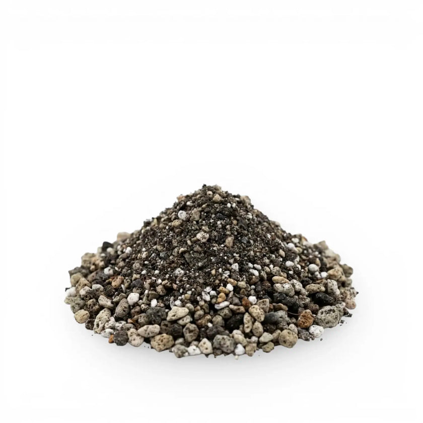 Haufen Lithops-Substrat auf weißem Hintergrund