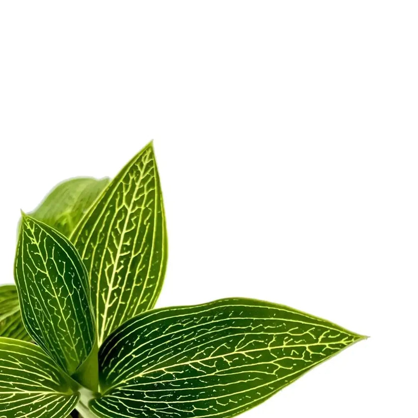 Ludisia discolor 'Alba' leaf close-up on white background.