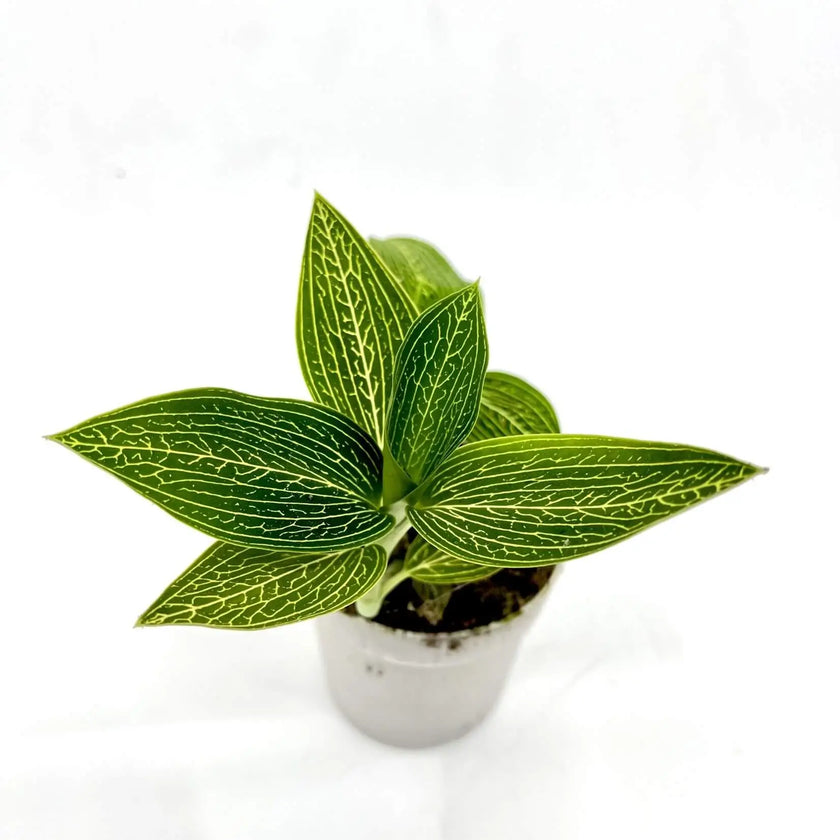 Ludisia discolor 'Alba' potted plant in nursery pot on white background.