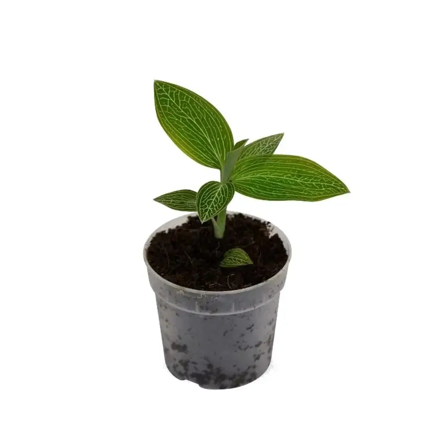 Ludisia discolor 'Alba' Zimmerpflanze im Anzuchttopf vor weißem Hintergrund, Produktfoto 3.