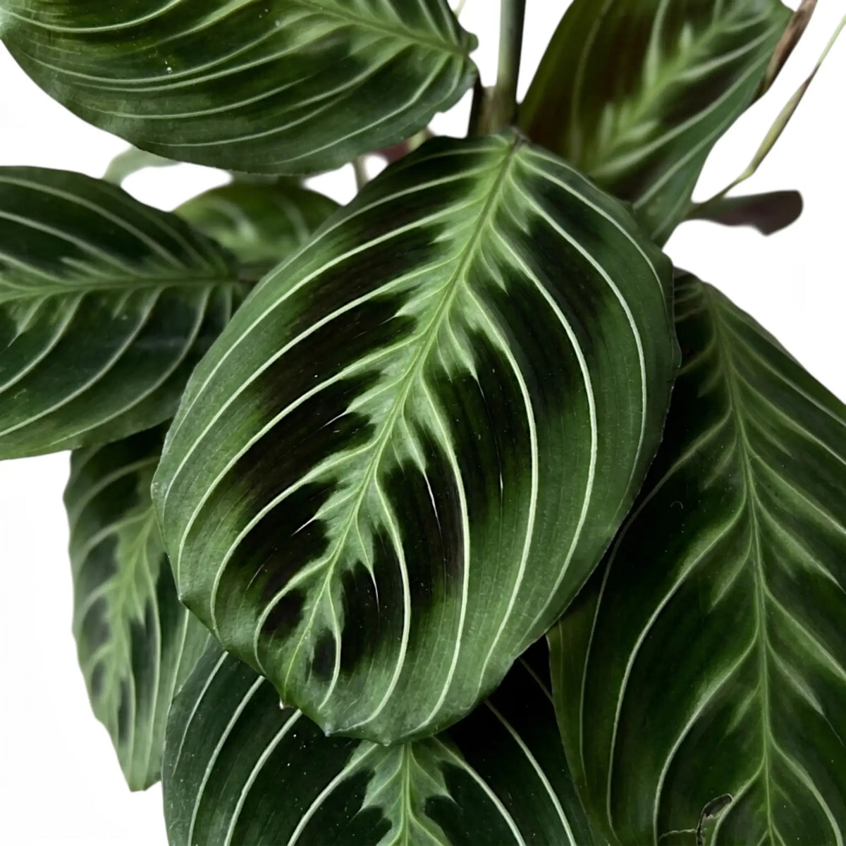 Blattdetail von Maranta ‘Cat Moustache’ mit grün gemusterten Blättern.