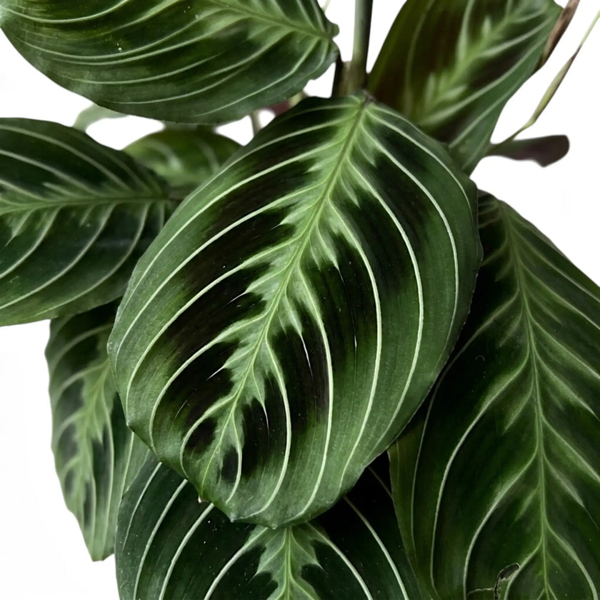 Maranta Cat Moustache prayer plant foliage close-up with patterned green leaves.