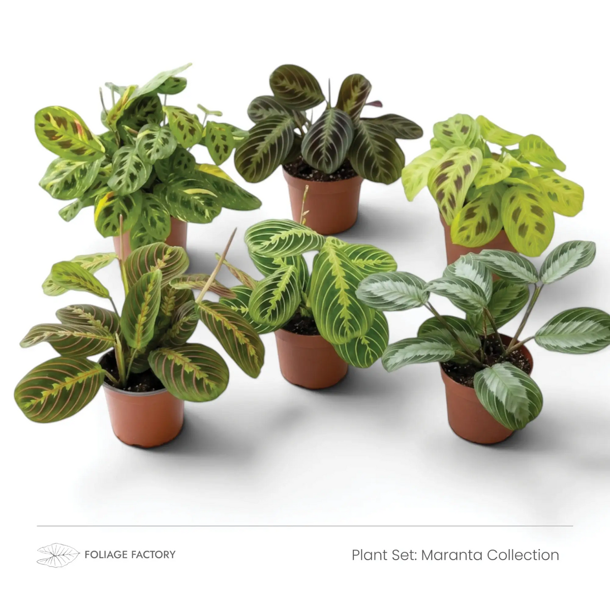 Pflanzenset Maranta Collection mit sechs gemusterten Maranta-Pflanzen in einzelnen Kulturtöpfen