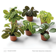 Pflanzenset Maranta Collection mit sechs gemusterten Maranta-Pflanzen in einzelnen Kulturtöpfen