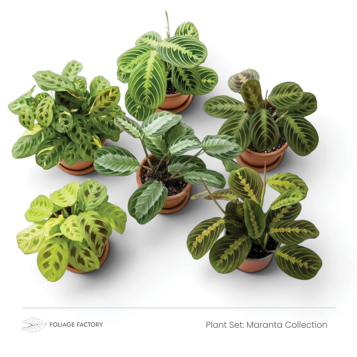 Pflanzenset Maranta Collection mit sechs gemusterten Maranta-Pflanzen, von oben