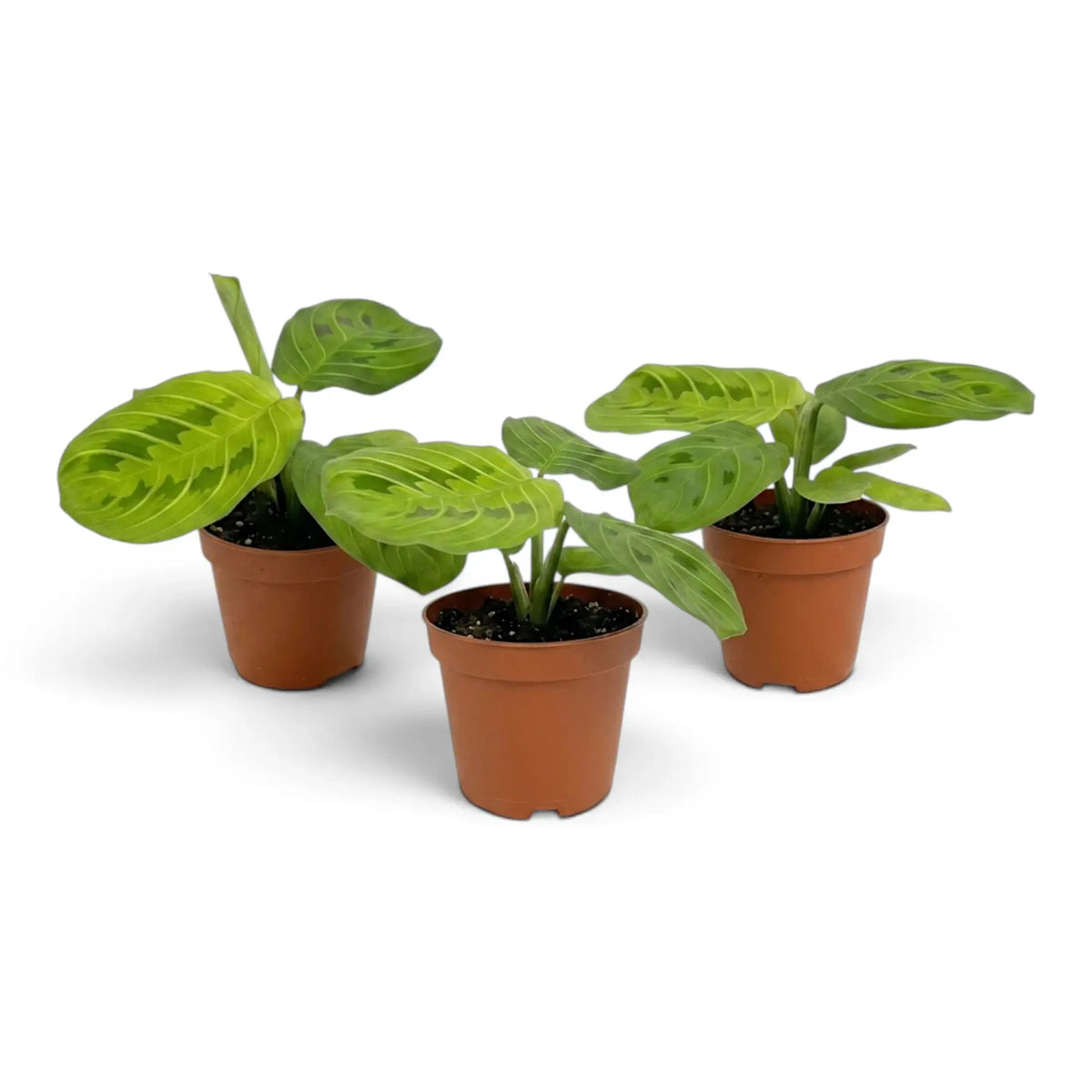 Baby Maranta leuconeura 'Lemon Lime' with layered green leaves and pale lime veining