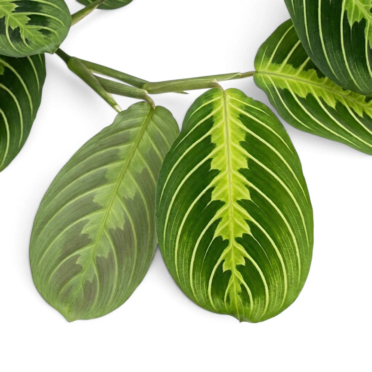 Close-up of Maranta 'Lemon Lime' leaves with lime-green veins and a visible stem