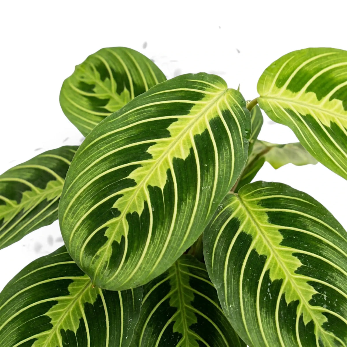 Close-up of a Maranta Lemon Lime plant with green and pale lime leaves on a white background.