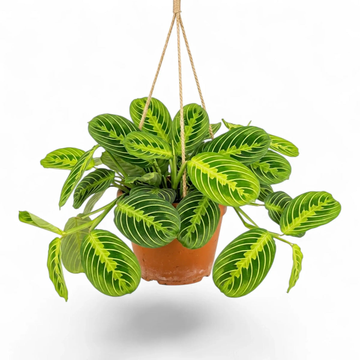Large Maranta leuconeura 'Lemon Lime' with dark green oval leaves and bright lime veins