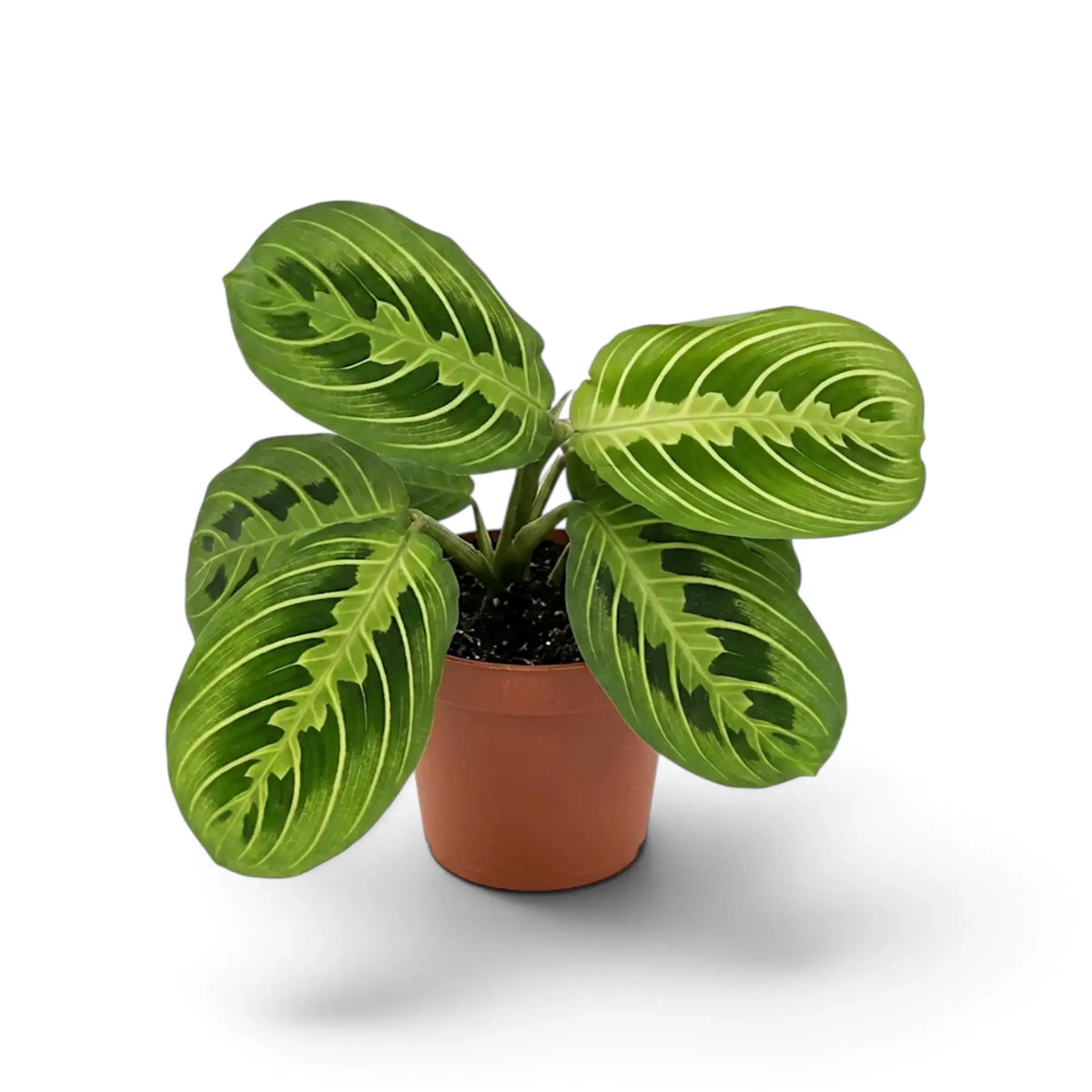 Medium Maranta leuconeura 'Lemon Lime' with dark green oval leaves and bright lime veins