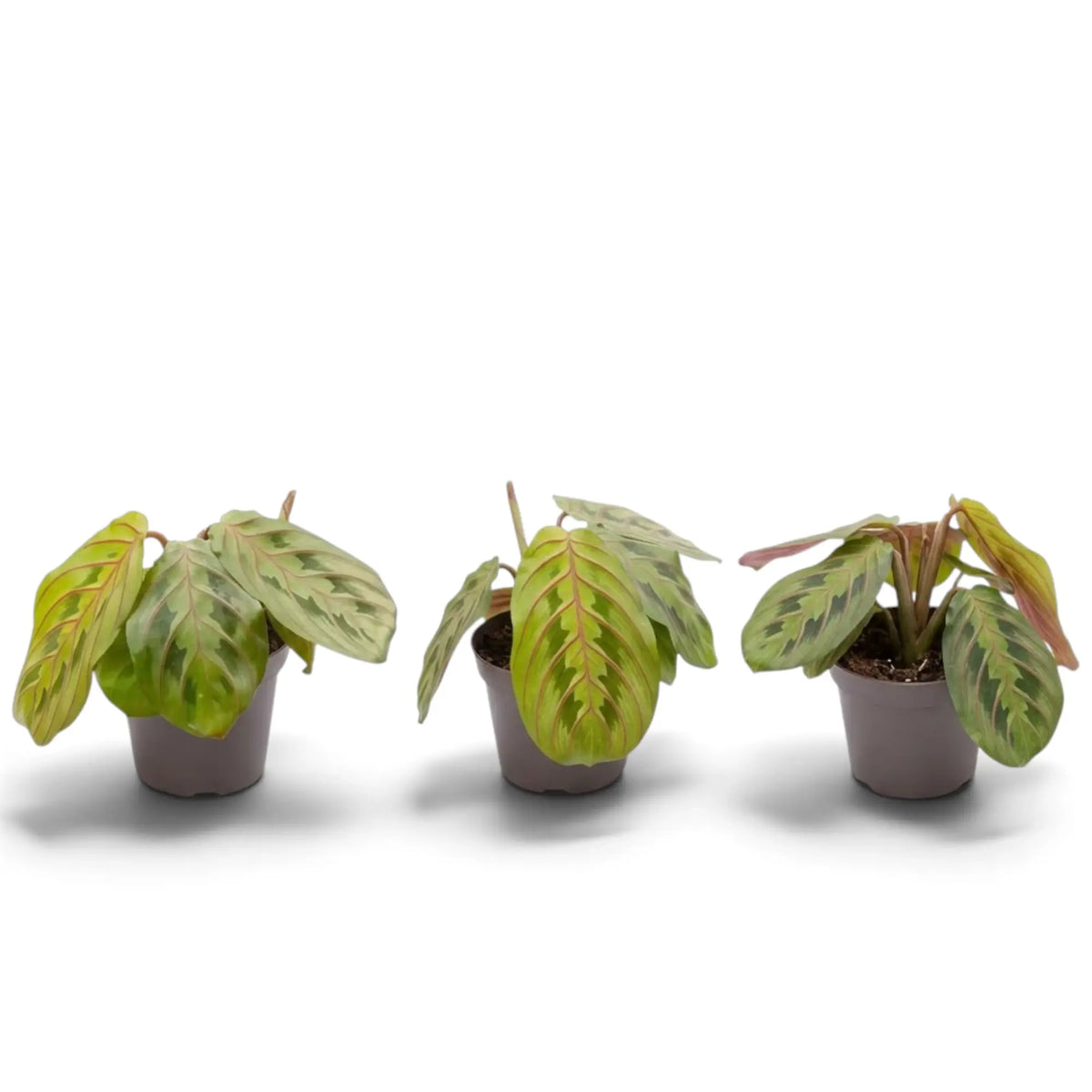 Maranta leuconeura ‘Fascinator’ baby plant with red-veined leaves and dark paired markings