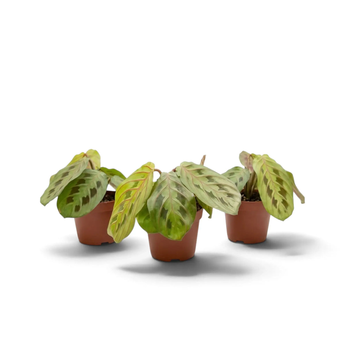 Maranta leuconeura ‘Fascinator’ baby plant with red-veined leaves and dark paired markings