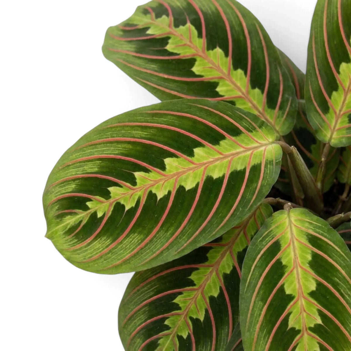 Maranta leuconeura ‘Fascinator’ leaf with red veins and dark paired markings