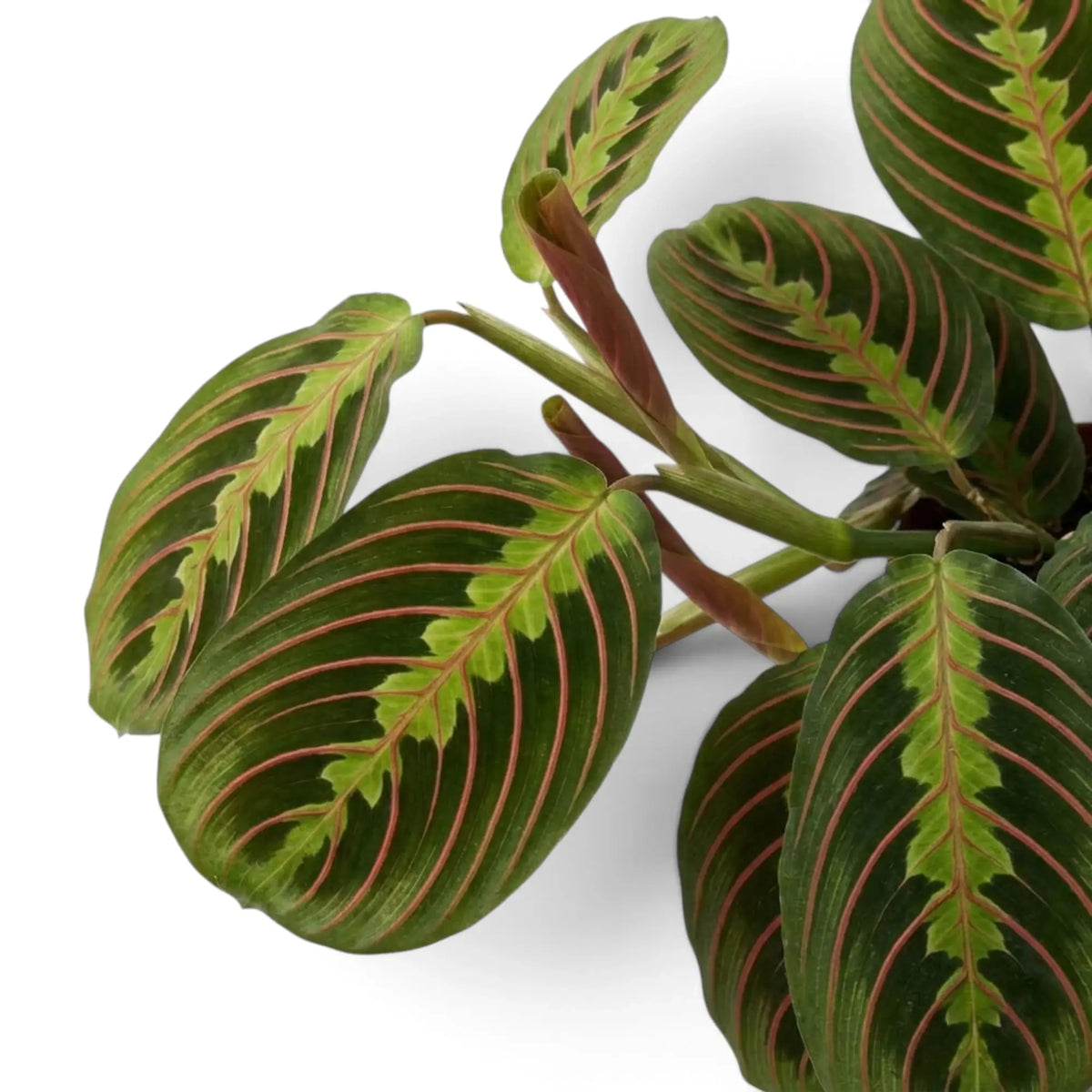 Maranta leuconeura ‘Fascinator’ leaf with red veins and dark paired markings